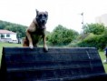 /album/belgicky-ovcak-malinois/re-exposure-of-assis16-jpg/